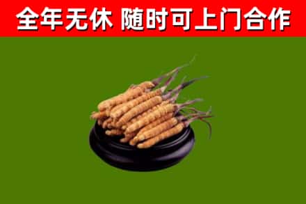 浚县回收冬虫夏草