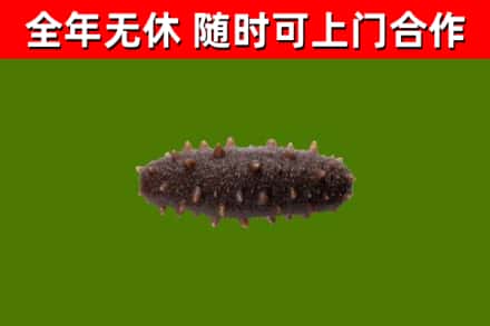 浚县回收海参干